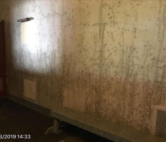 Wall Covered in Mold 