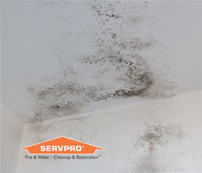 Mold growth in the corner of a wall and ceiling